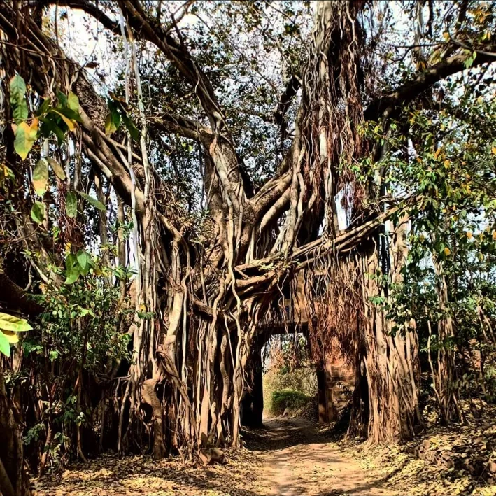 Large banyan trees forming a natural forest trail