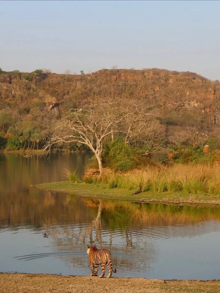 Lake and dry forest landscape of Ranthambore