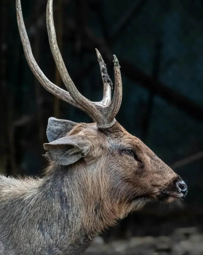 Sambar deer in the Ranthambore landscape